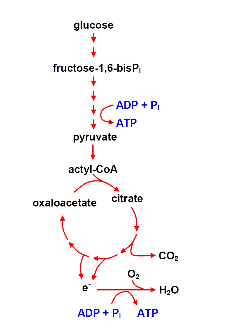 Metabolic pathway for converting glucose energy into ATP