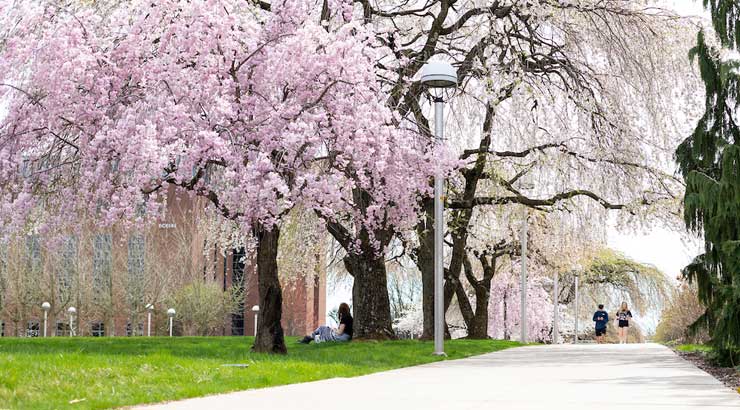 Spring scenery with blooming trees.
