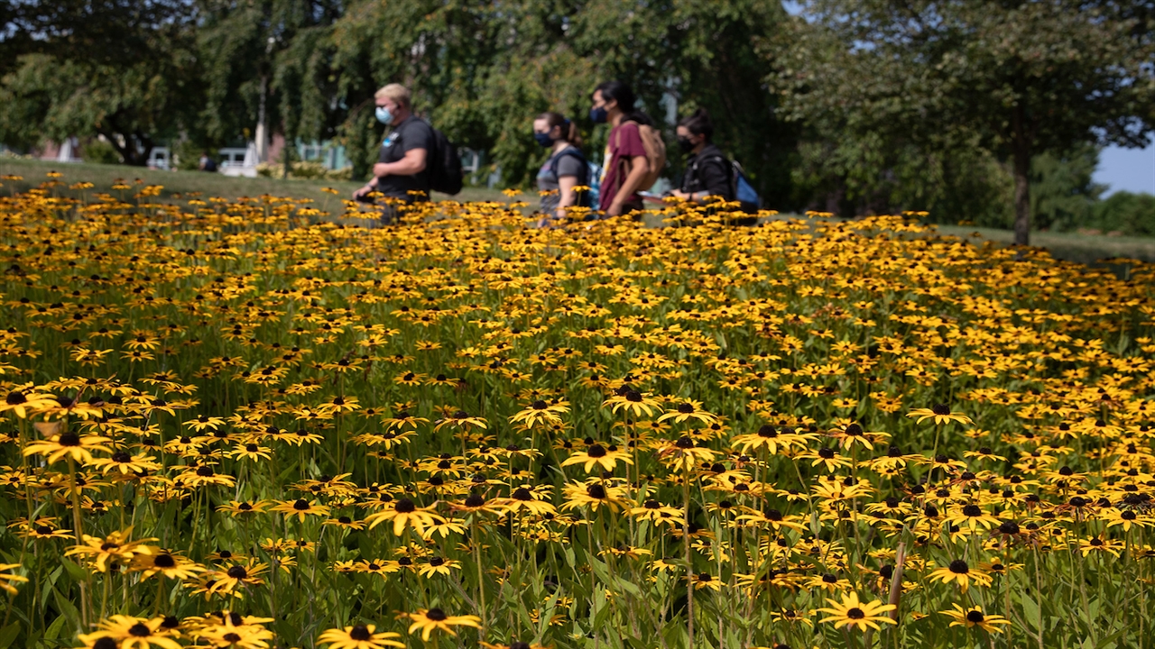 KU students walking with yellow flowers