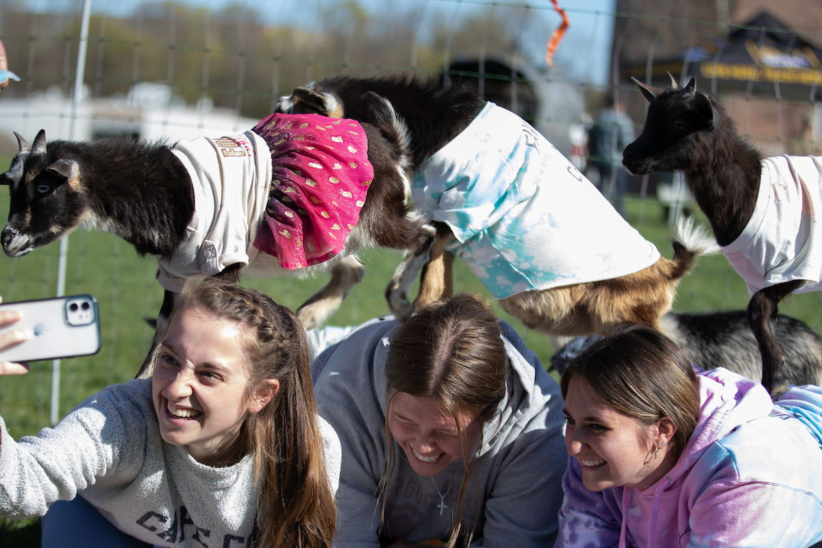 Goats on top of students doing yoga