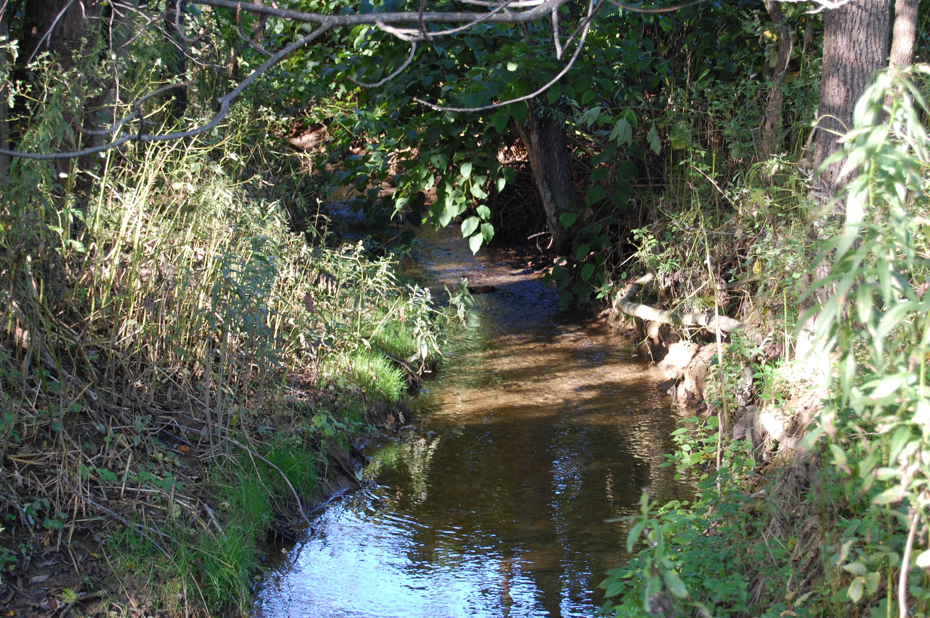 A small river running through tall grass in a forest