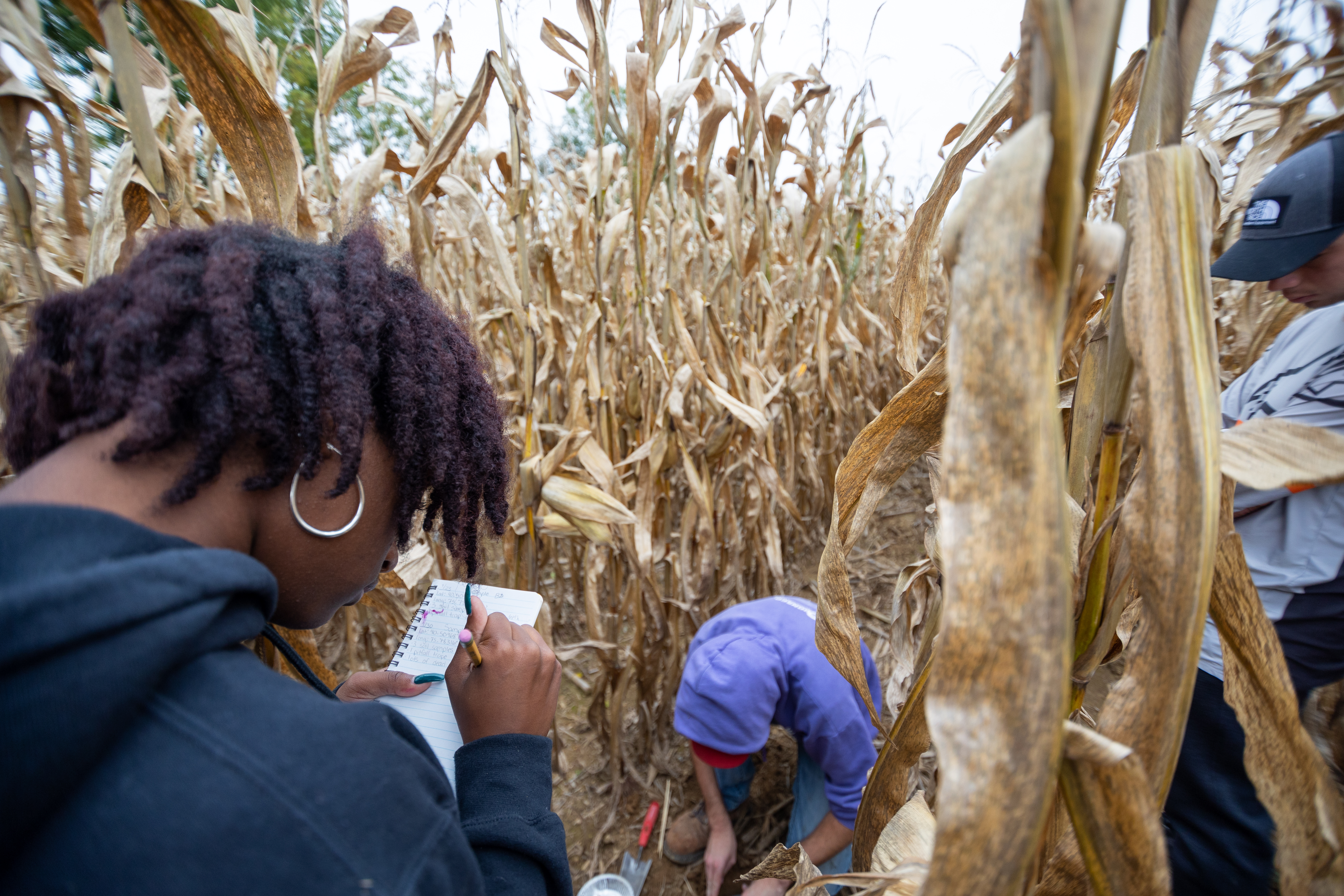 Students taking field notes in a cornfield.
