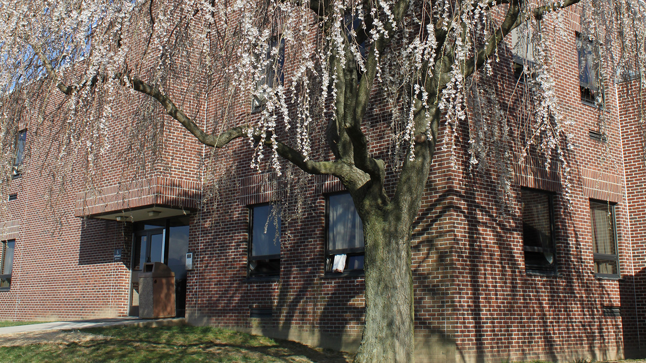 Flowering tree in front of Lytle Hall
