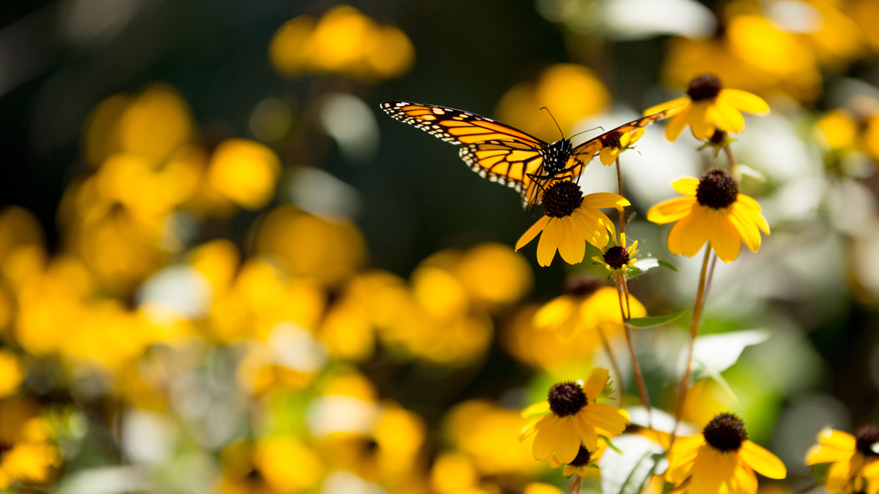 Yellow Flowers and Butterfly