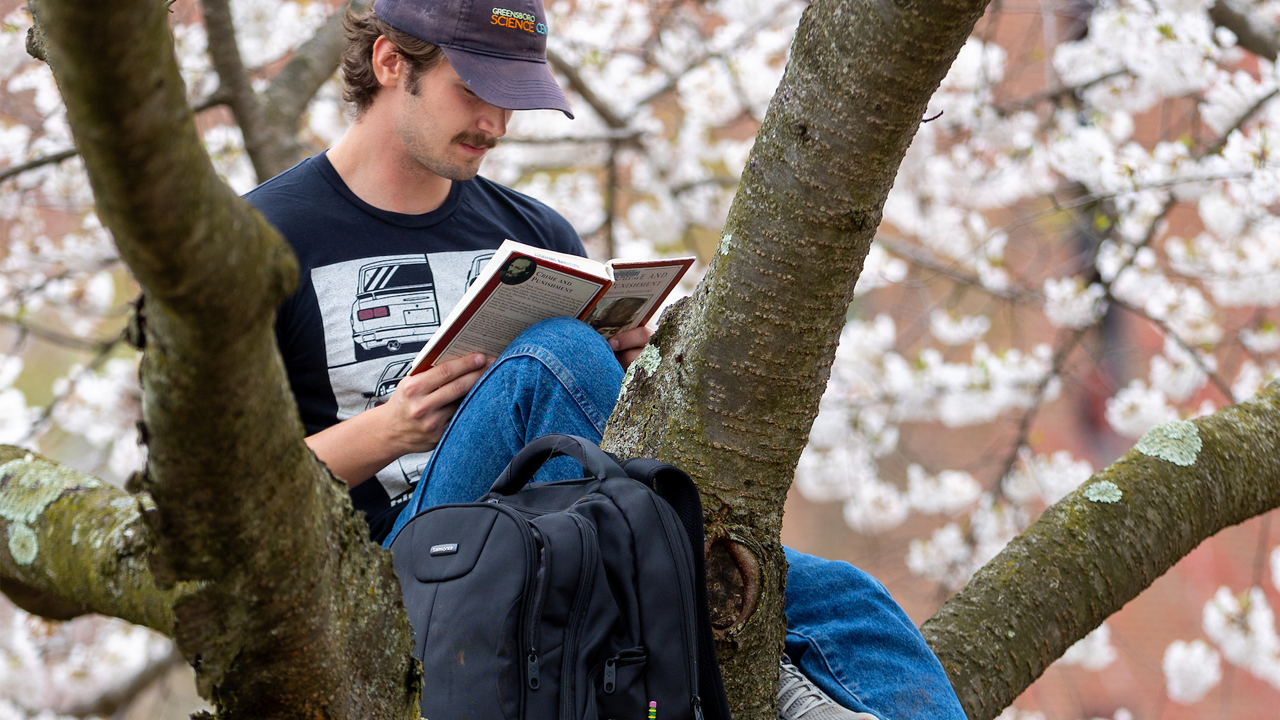 Student relaxes after climbing a tree with their books to study surrounded by spring cherry blossoms.