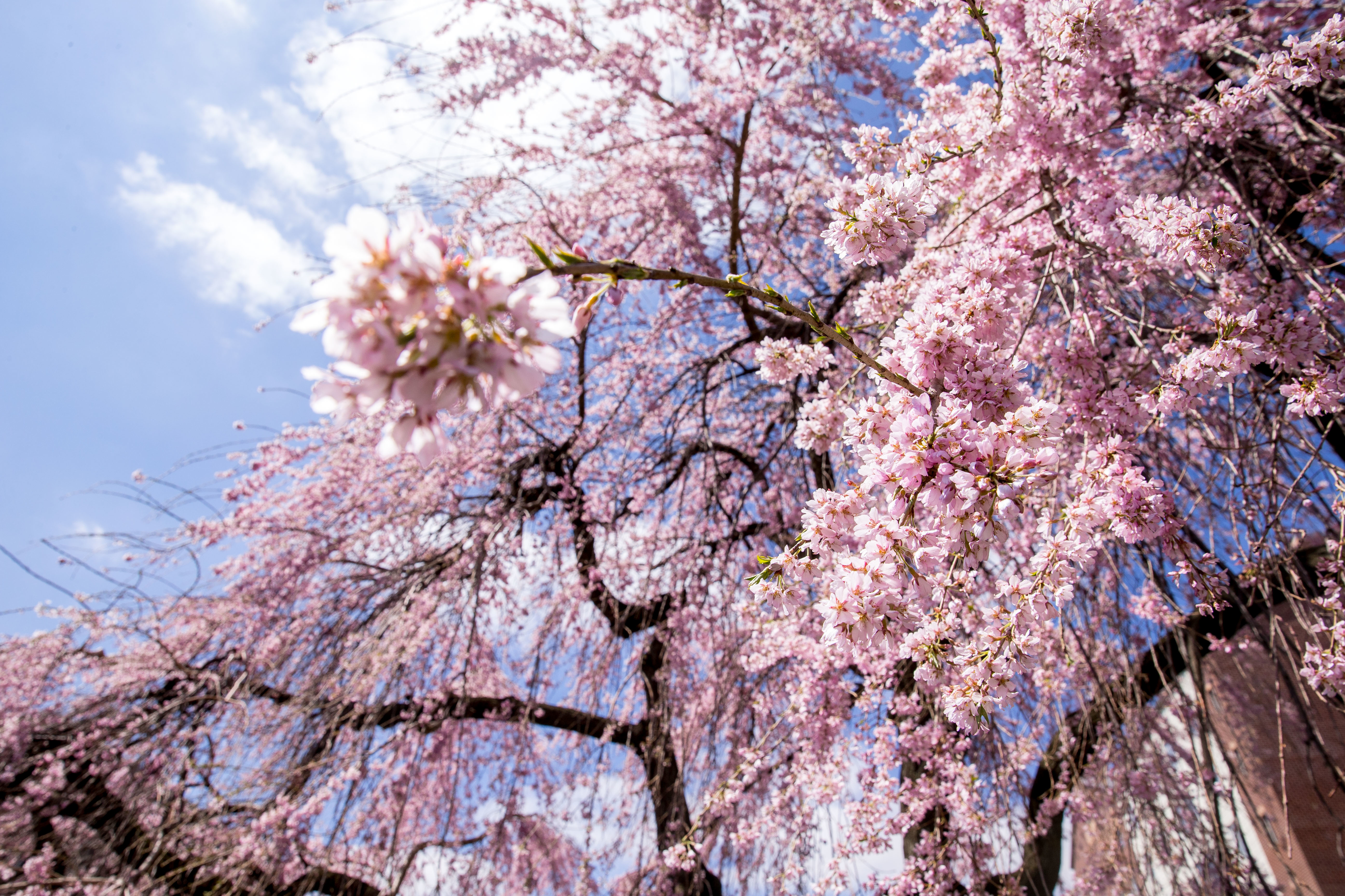 Closeup on the branches of a tree, covered in pink blossoms. 