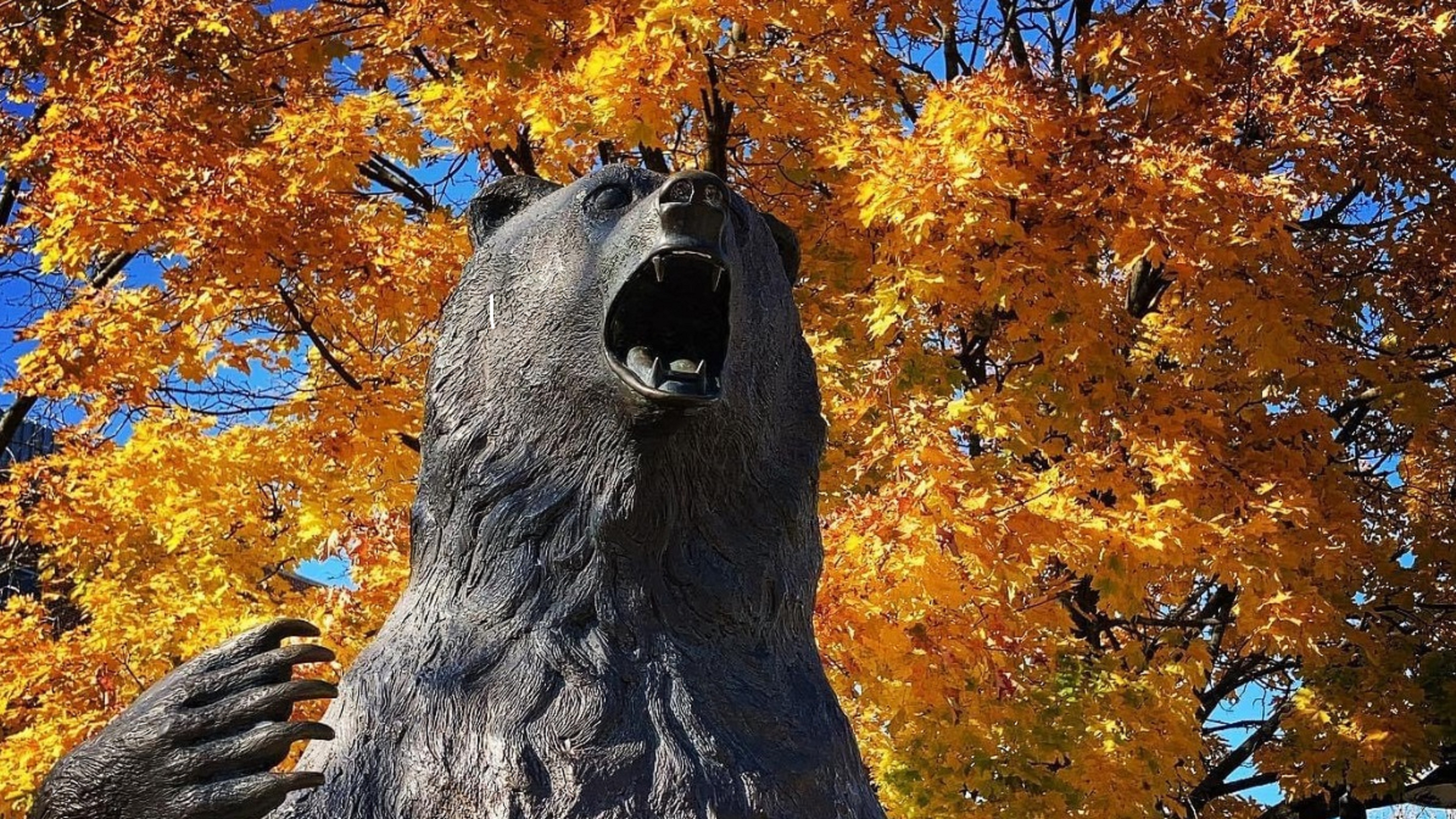 Kutztown Bear Statue in front of Autumn colored leaves