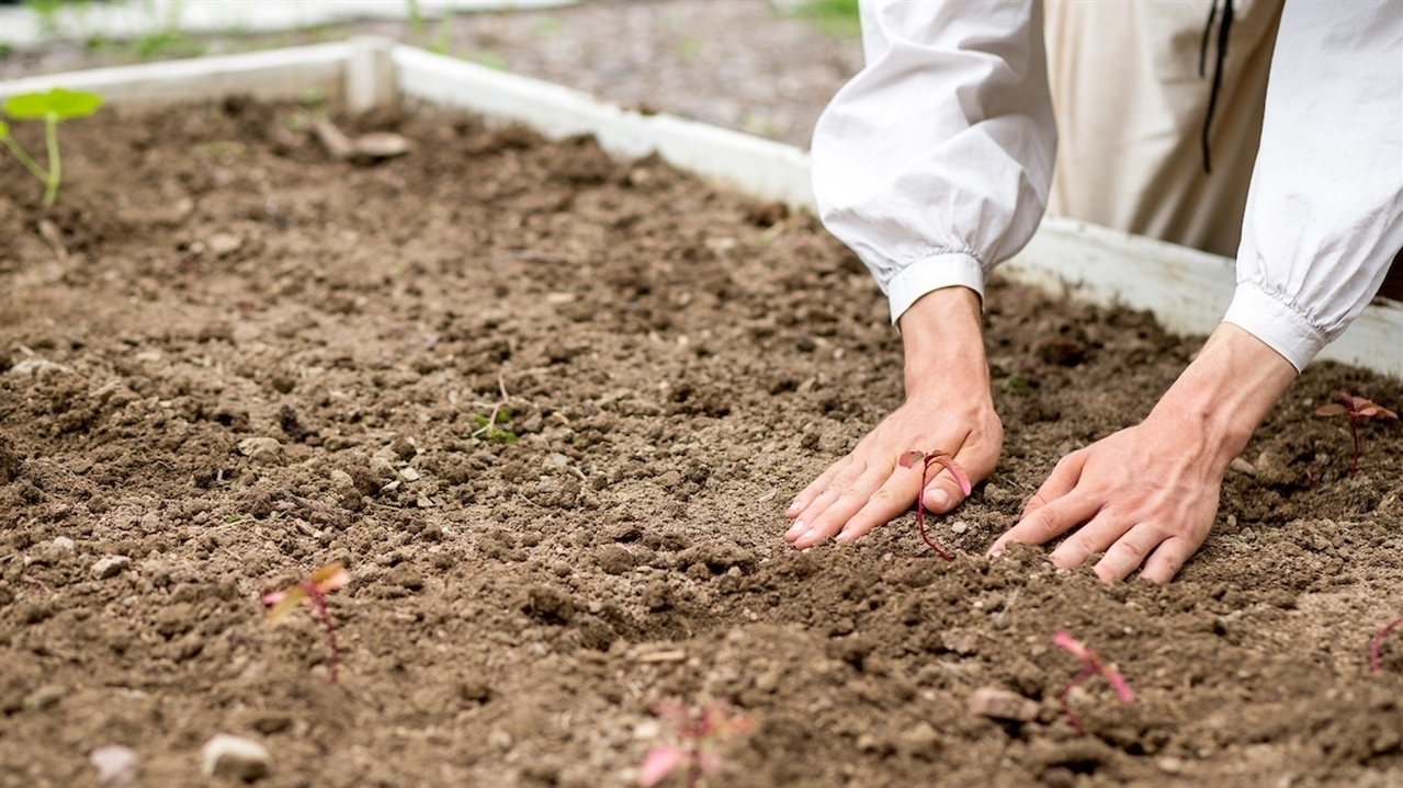 A pair of hands are pressing on soil, planting a small seedling