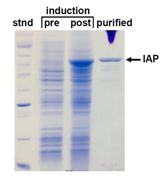 SDS-PAGE gel showing induction of IAP protein and purified IAP protein