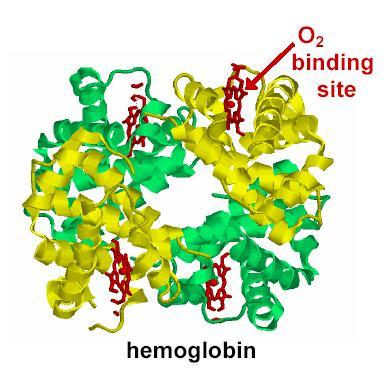 Structure of hemoglobin protein showing oxygen binding sites