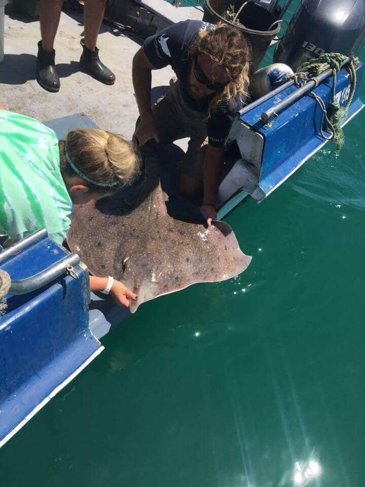 Andrea measuring a large ray off the side of a boat
