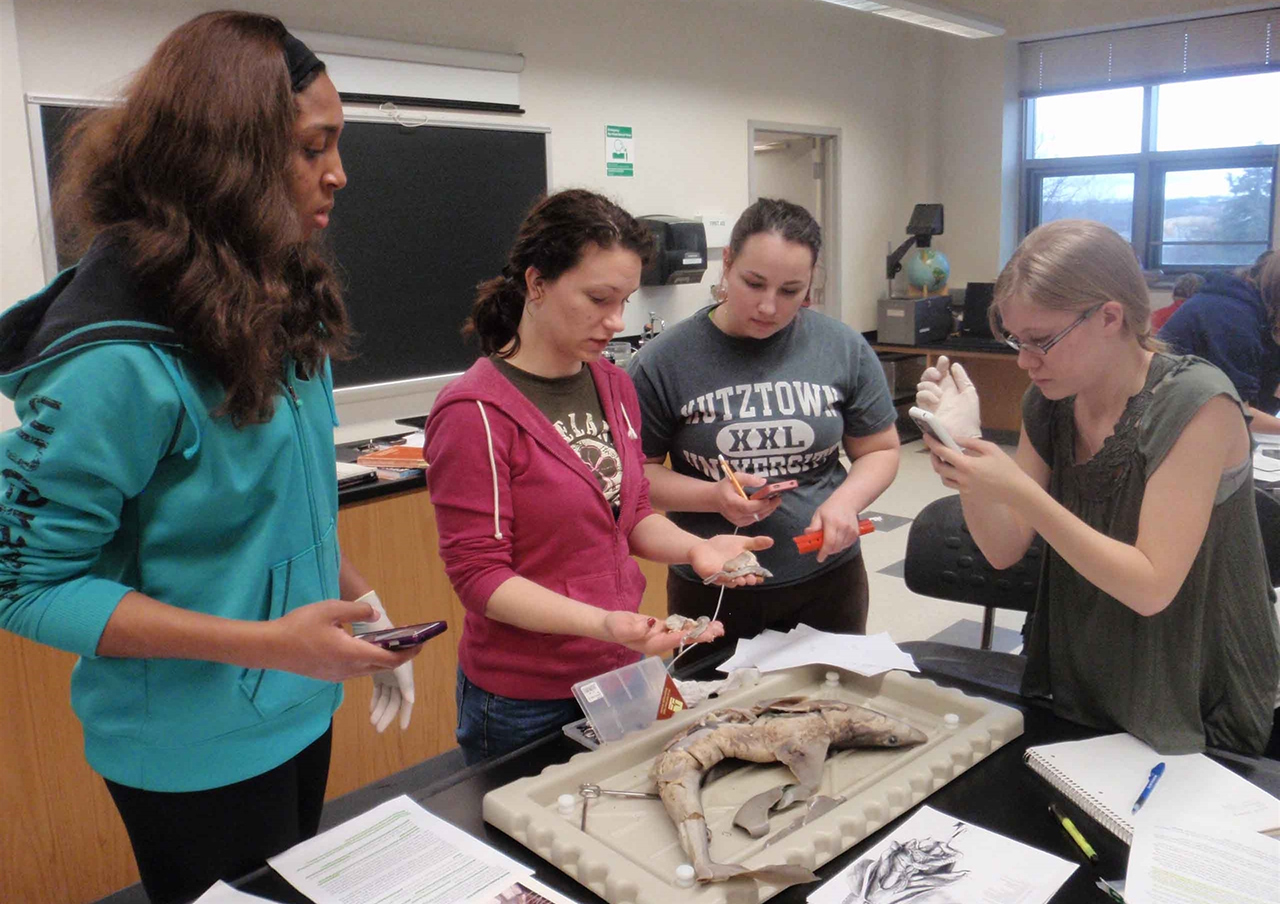 Four students dissecting a fish in the lab