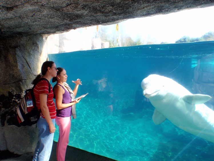 Wendy and Sam observing a beluga whale in a glass tank at an aquarium 