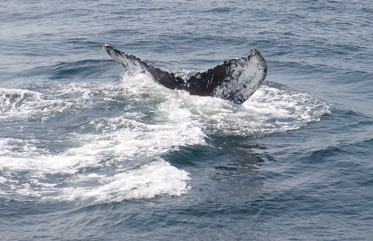 Tip of a whale tail popping out of the sea. 