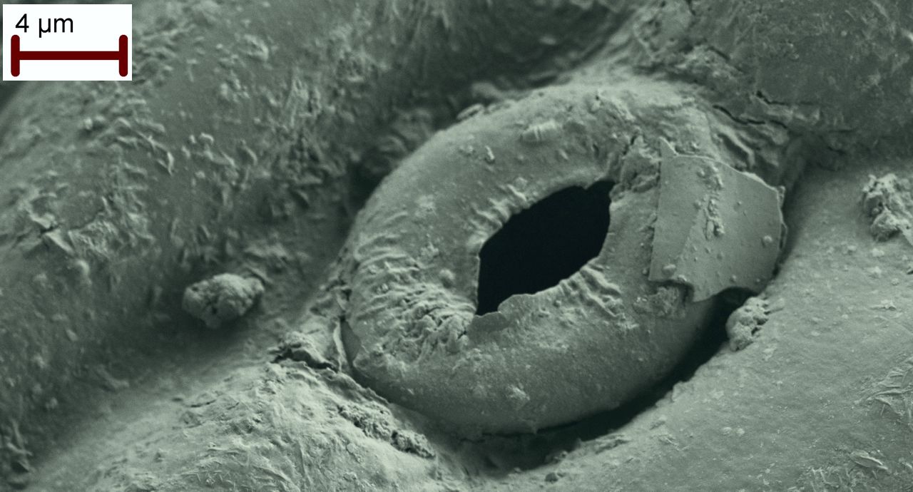 Stoma of bamboo leaf through which plant breathes in CO2 and exhales oxygen