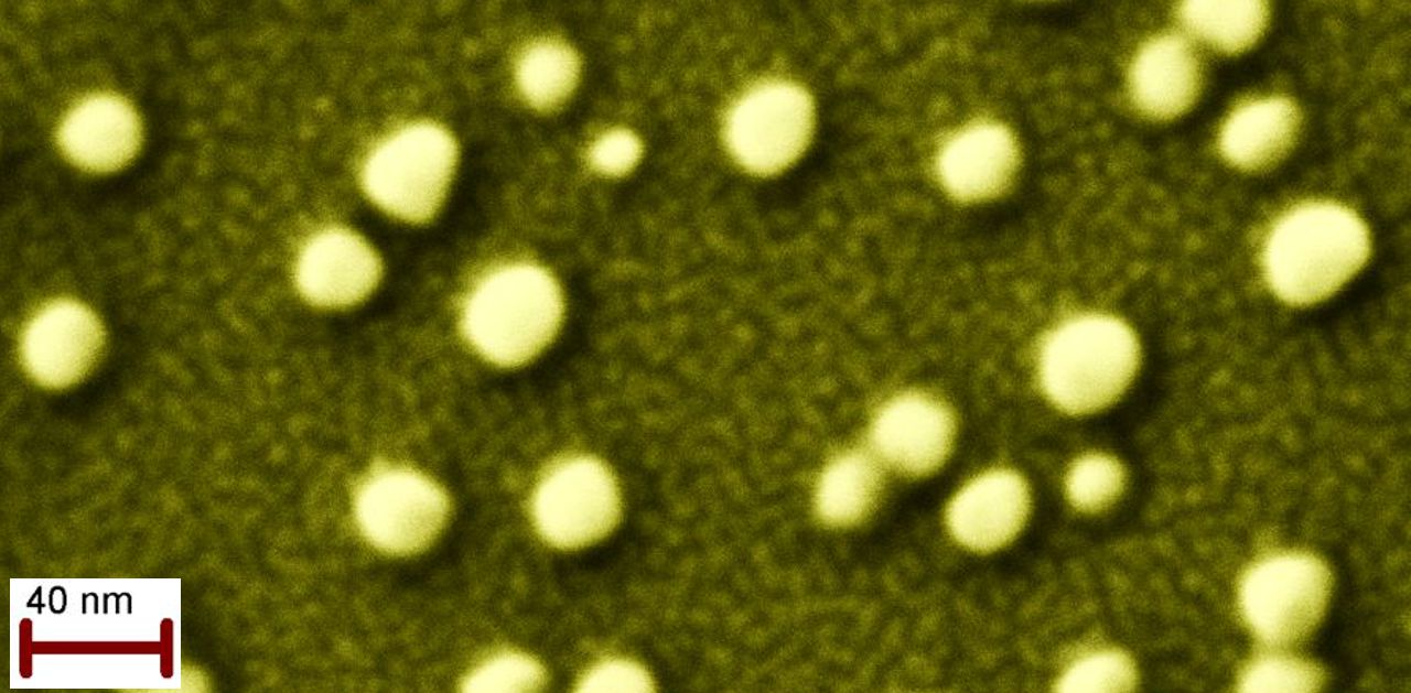 Gold nanoparticles roughly 40 nanometers in diameter
