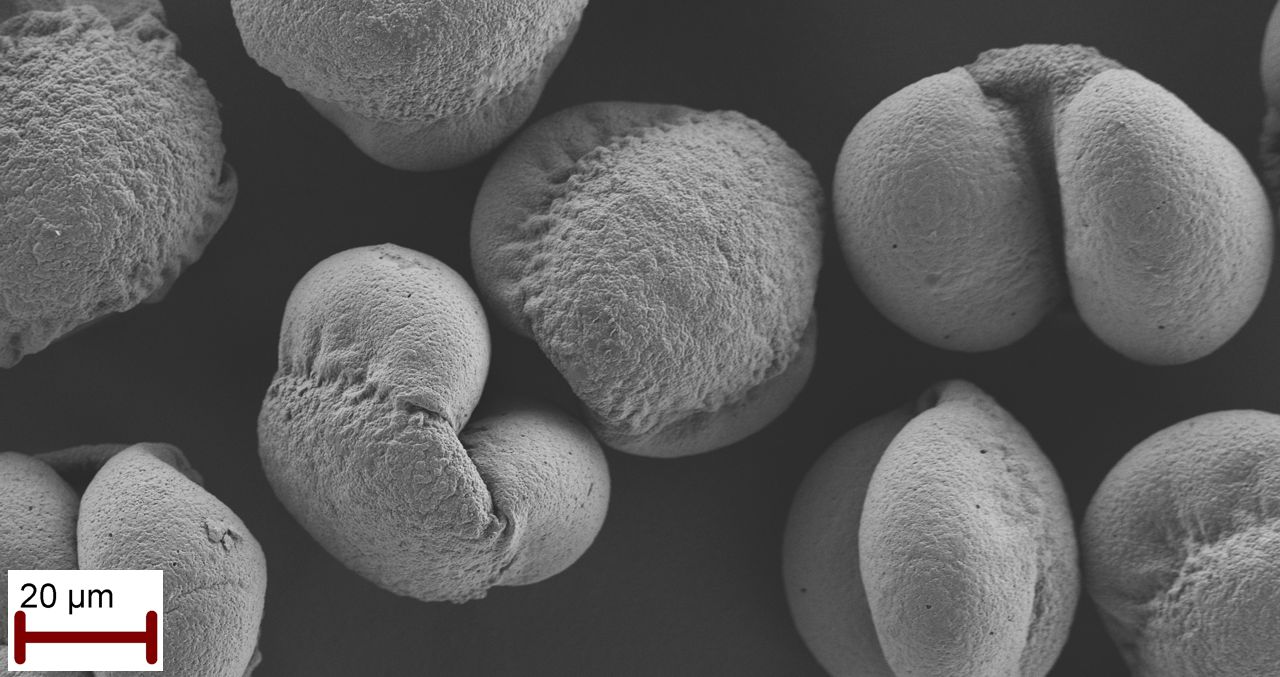 Norwegian spruce pollen