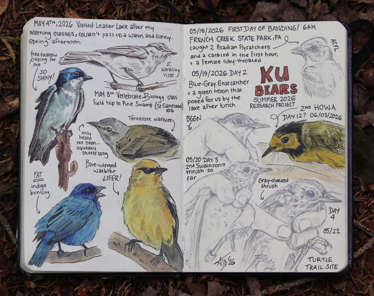 Notebook of drawings and research including a yellow bird, a dark blue bird on a branch and a KU logo