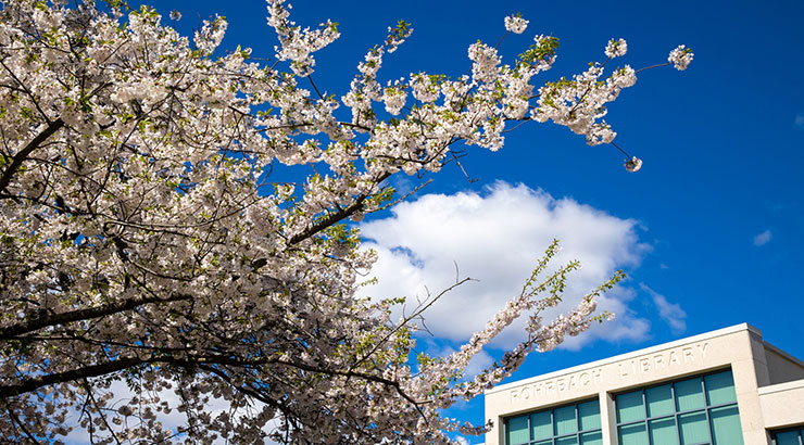 Image of white blossoms on a tree with the top floor of Rohrbach Library and a blue sky with a few white clouds in the background. 