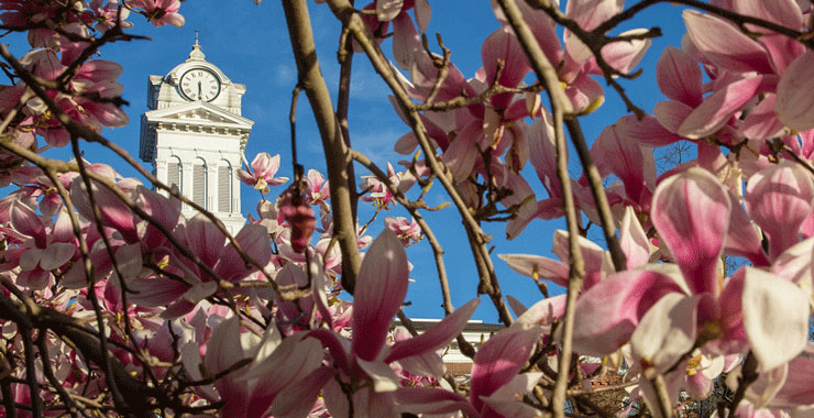 Old Main clock tower, with flowering tree branches in the foreground 