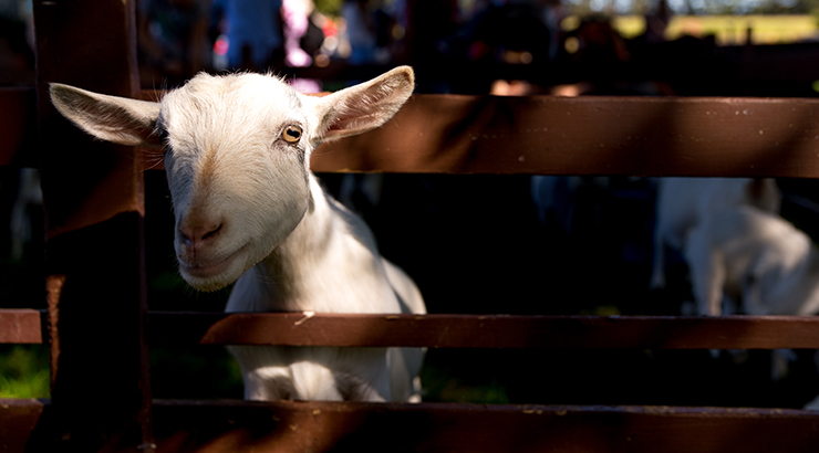 Goat in barn.