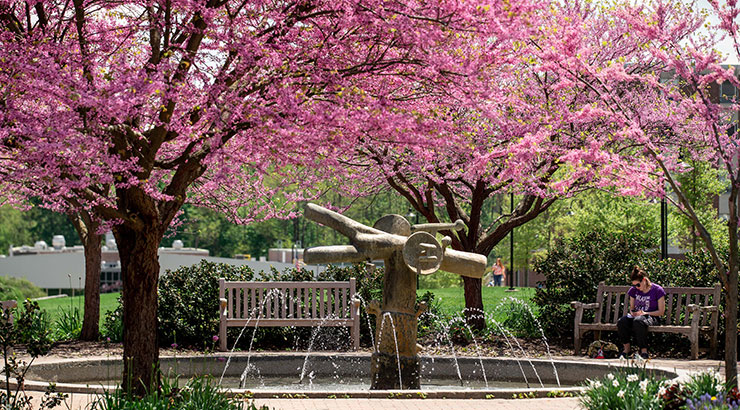 A student sits on a wooden bench under trees, covered in pink blossoms, surrounding the DMZ fountain.