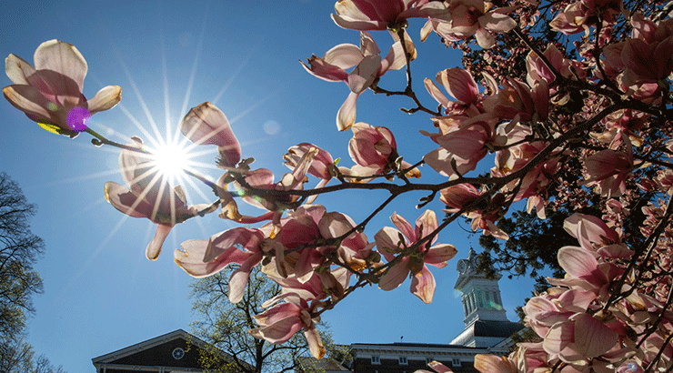 Sun shining through magnolia tree. Old Main in the background.