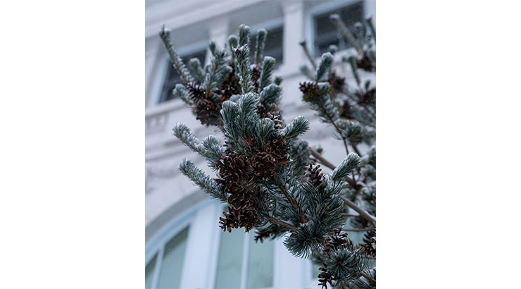 KU snow on pine branches