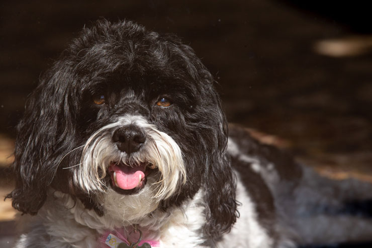 Wynnie, Kutztown University's first dog, a black and white Havanese, pants while lying down in the partial sunlight.