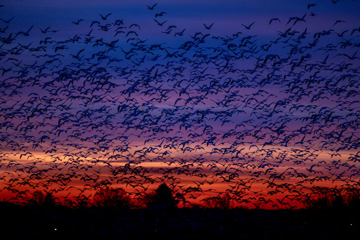 Birds flying over Kutztown University at sunset.