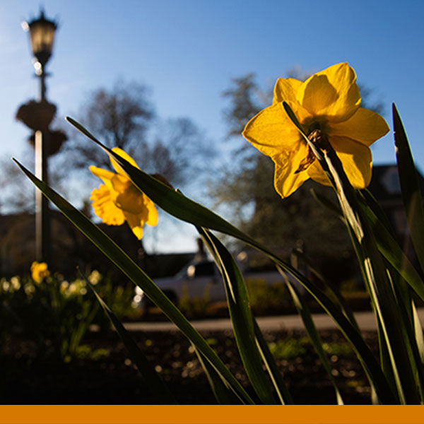 yellow daffodil flowers against a blue sky