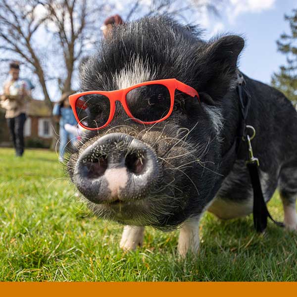 A pig wearing sunglasses
