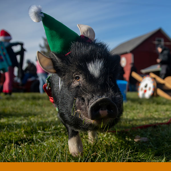 a photo of a black and white pig wearing a green santa hat with it's nose right in the camera and a barn and people in the background on a sunny blue sky day