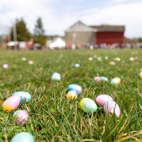 field adorned with multi-colored easter eggs, with PA German Cultural Heritage Center Barn in the background.