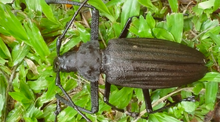 Giant Longhorn Beetle (Xixuthrus heros)