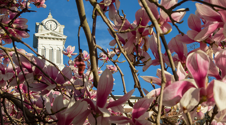 Distant shot of the Old Main clock tower from behind flowering tree branches 