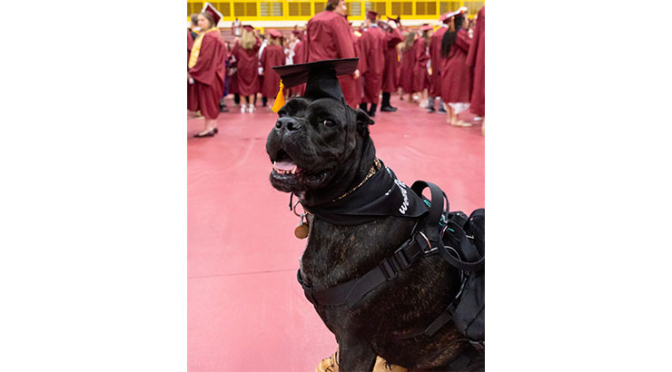 dog in grad cap