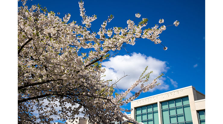 Flowering tree in front of Rohrbach Library