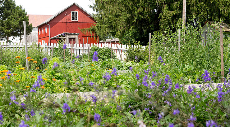 picture of lavender in front of a barn