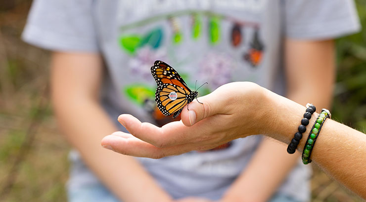 butterfly with a tagged sticker on wing