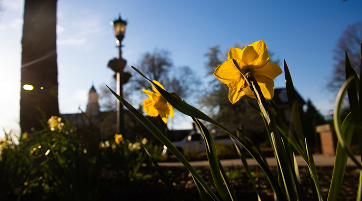 daffodils in front of Old Main