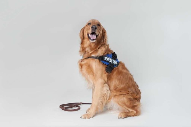 Golden retriever in service dog harness