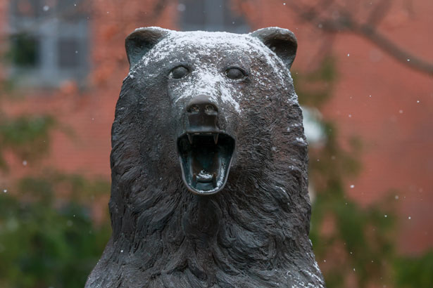 Bronze bear with snow on the nose