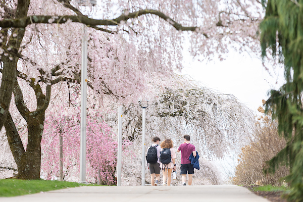 Trees with pink petals hanging over sidewalk with students