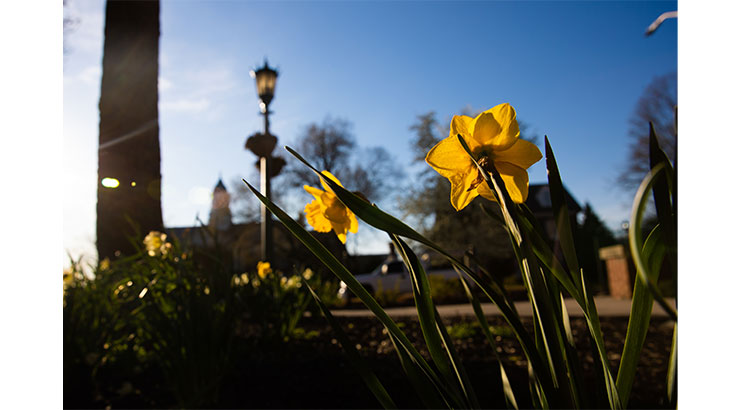 Daffodils on Campus