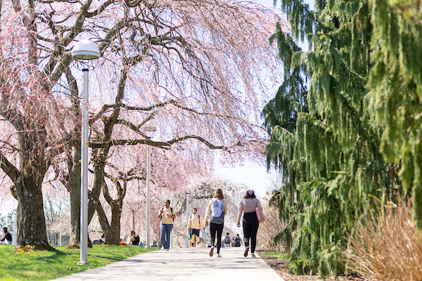 students walking under blooming weeping cherry trees