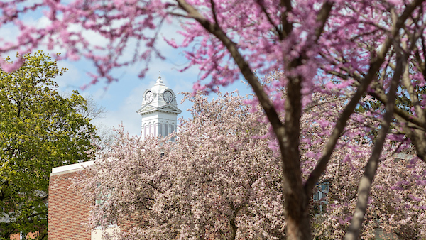 purple and pink trees with view of white old main clock tower