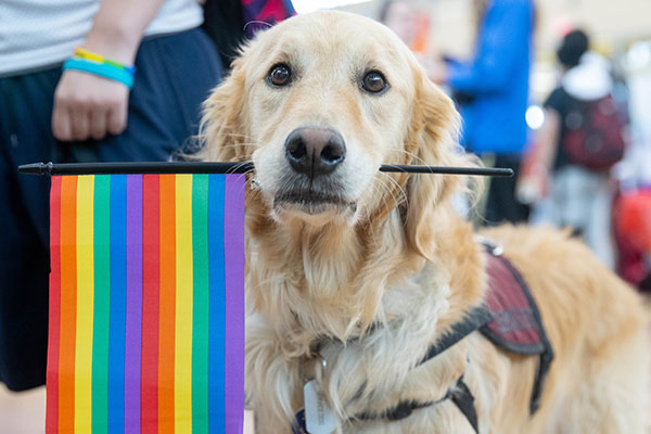 A golden retriever looks right into the camera while holding a pride flag in it's mouth.