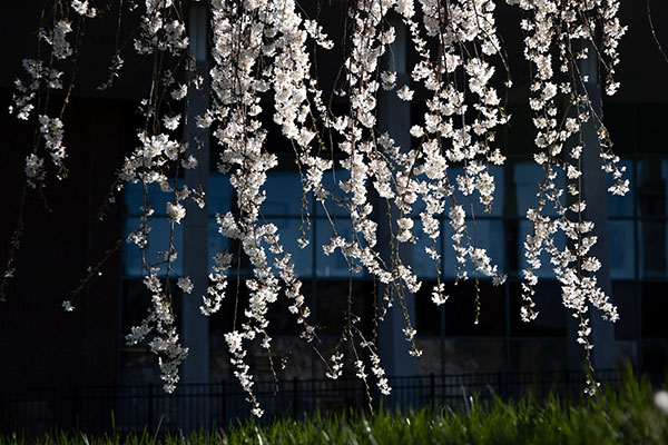 thin limbs of a tree covered in white spring blossoms dangle in front of a blurred building windows in the back and a lush green lawn.