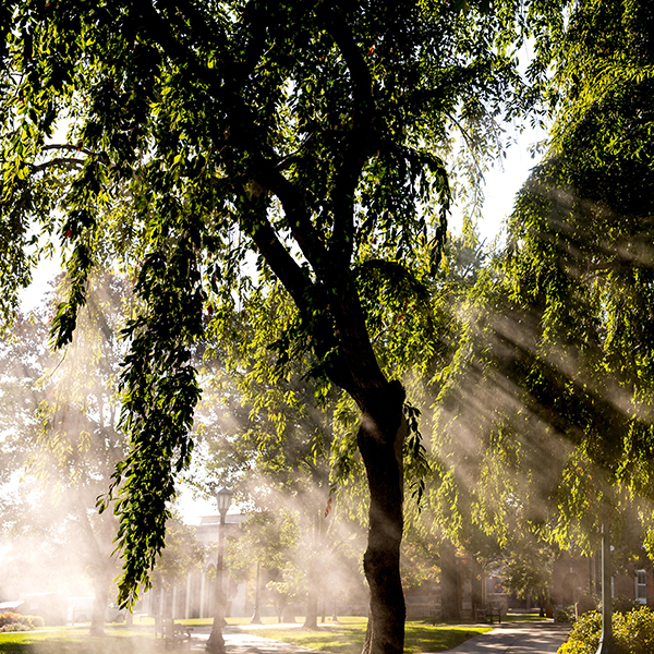 sun shining through fog next to trees
